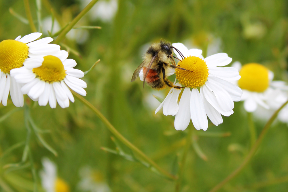 Chamomile (Matricaria recutitia) in Mukilteo