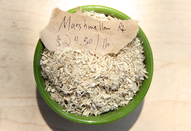 Marshmallow (Althaea officinalis) in Marysville