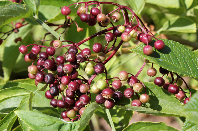 Learn About Elderberry Syrup (Sambucus nigra) in Snohomish