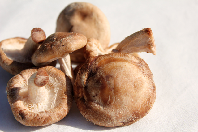 Shiitake Mushrooms (Lentinus edodes) in Redmond
