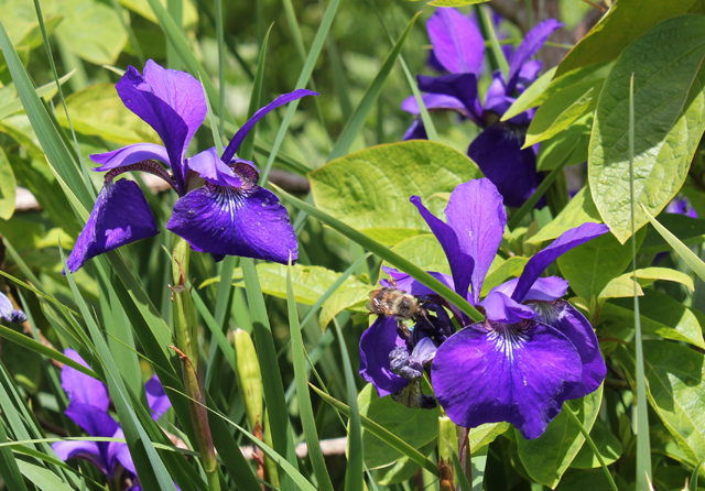 Blue Flag (Iris versicolor) in Mill Creek