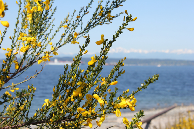 Scotch Broom (Cytisus scoparius) in Monroe