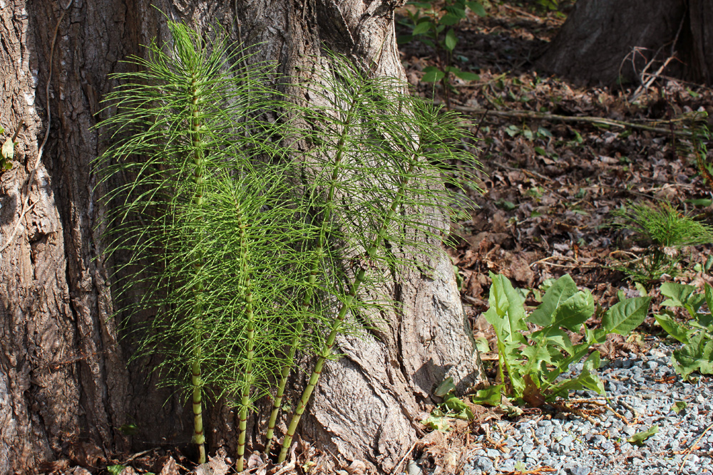 Horsetail (Equisetum arvense) in Mill Creek
